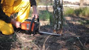 Best Stump Grinding and Removal  in Blountstown, FL