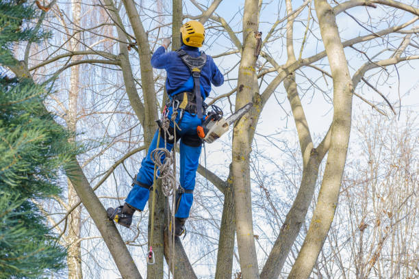 Best Palm Tree Trimming  in Blountstown, FL