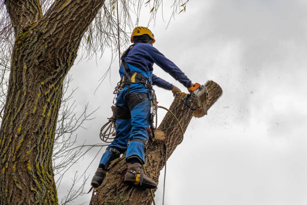 Best Leaf Removal  in Blountstown, FL