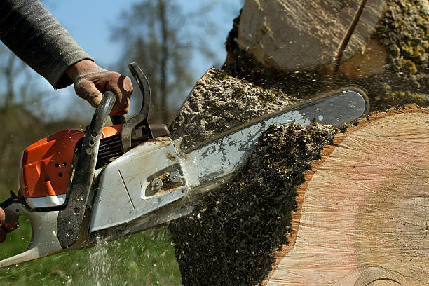 Best Storm Damage Tree Cleanup  in Blountstown, FL